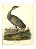 Wooping Crane. Young by John James Audubon