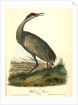 Wooping Crane. Young by John James Audubon