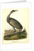 Wooping Crane. Young by John James Audubon