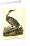 Wooping Crane. Young by John James Audubon
