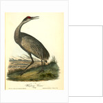 Wooping Crane. Young by John James Audubon