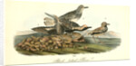 Black-bellied Plover by John James Audubon