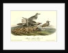 Black-bellied Plover by John James Audubon
