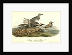 Black-bellied Plover by John James Audubon