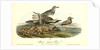 Black-bellied Plover by John James Audubon