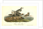 Black-bellied Plover by John James Audubon