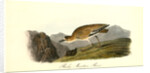 Rocky Mountain Plover. Female by John James Audubon