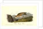 Rocky Mountain Plover. Female by John James Audubon