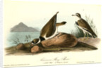 American Ring Plover by John James Audubon