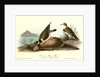 American Ring Plover by John James Audubon