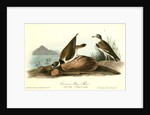 American Ring Plover by John James Audubon