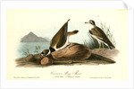 American Ring Plover by John James Audubon