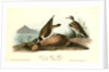 American Ring Plover by John James Audubon