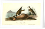 American Ring Plover by John James Audubon