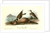 American Ring Plover by John James Audubon