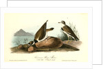 American Ring Plover by John James Audubon