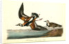 Turnstone by John James Audubon