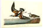 Turnstone by John James Audubon