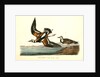 Turnstone by John James Audubon