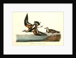 Turnstone by John James Audubon