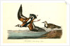 Turnstone by John James Audubon