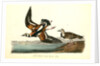 Turnstone by John James Audubon