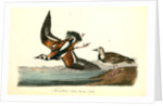Turnstone by John James Audubon