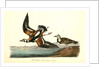 Turnstone by John James Audubon