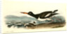 American Oyster-Catcher. Male by John James Audubon