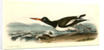 American Oyster-Catcher. Male by John James Audubon