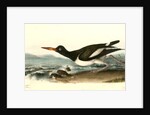 American Oyster-Catcher. Male by John James Audubon