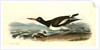 American Oyster-Catcher. Male by John James Audubon