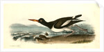American Oyster-Catcher. Male by John James Audubon