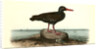 Townsend's Oyster-catcher. Female by John James Audubon
