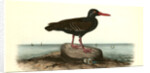 Townsend's Oyster-catcher. Female by John James Audubon