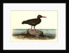 Townsend's Oyster-catcher. Female by John James Audubon