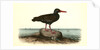 Townsend's Oyster-catcher. Female by John James Audubon