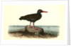 Townsend's Oyster-catcher. Female by John James Audubon