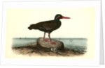 Townsend's Oyster-catcher. Female by John James Audubon