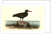 Townsend's Oyster-catcher. Female by John James Audubon
