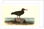 Townsend's Oyster-catcher. Female by John James Audubon