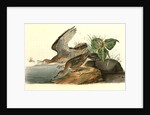 Bartramian Sandpiper by John James Audubon