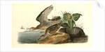 Bartramian Sandpiper by John James Audubon