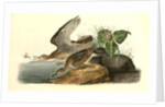 Bartramian Sandpiper by John James Audubon