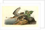 Bartramian Sandpiper by John James Audubon