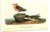 Red-breasted Sandpiper. 1.Summer plumage. 2. Winter by John James Audubon
