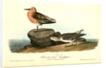 Red-breasted Sandpiper. 1.Summer plumage. 2. Winter by John James Audubon