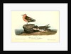 Red-breasted Sandpiper. 1.Summer plumage. 2. Winter by John James Audubon