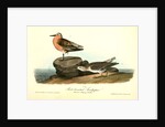 Red-breasted Sandpiper. 1.Summer plumage. 2. Winter by John James Audubon