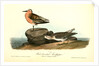 Red-breasted Sandpiper. 1.Summer plumage. 2. Winter by John James Audubon